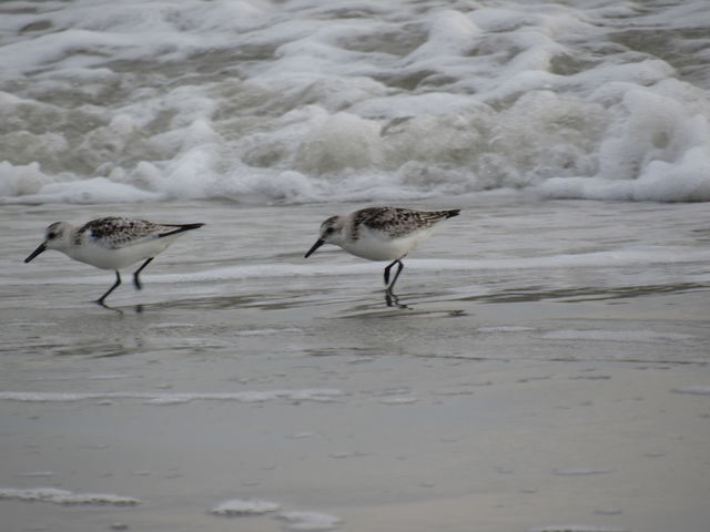 Sanderling