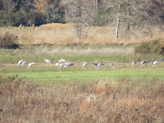 Sandhill Crane