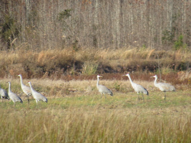Sandhill Crane