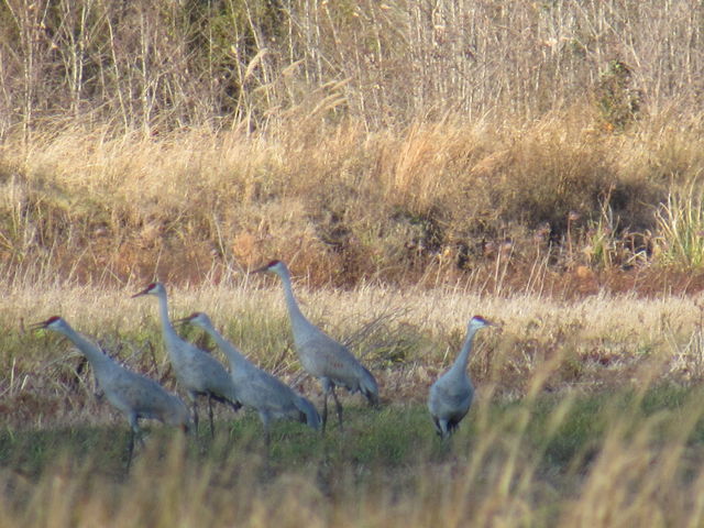 Sandhill Crane
