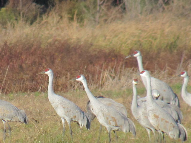 Sandhill Crane