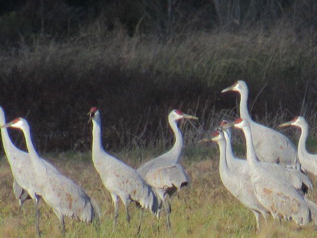 Sandhill Crane