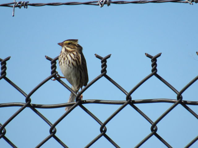 Savannah Sparrow