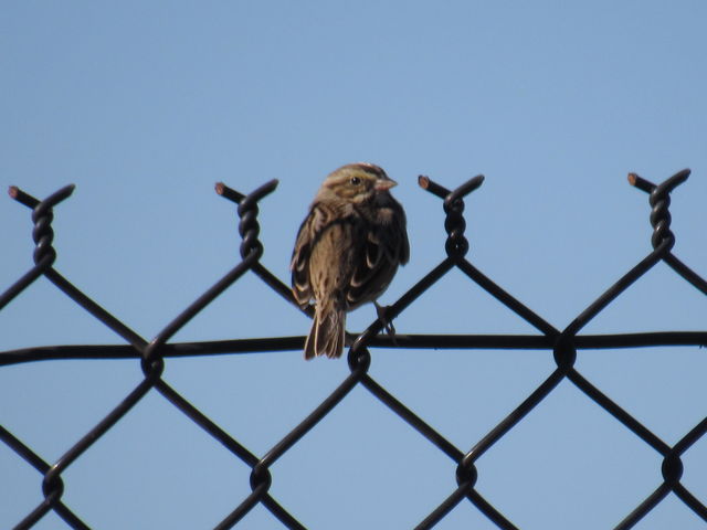 Savannah Sparrow