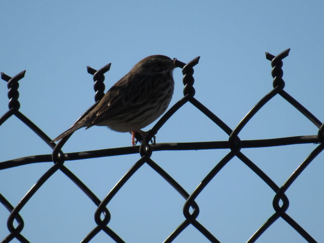 Savannah Sparrow