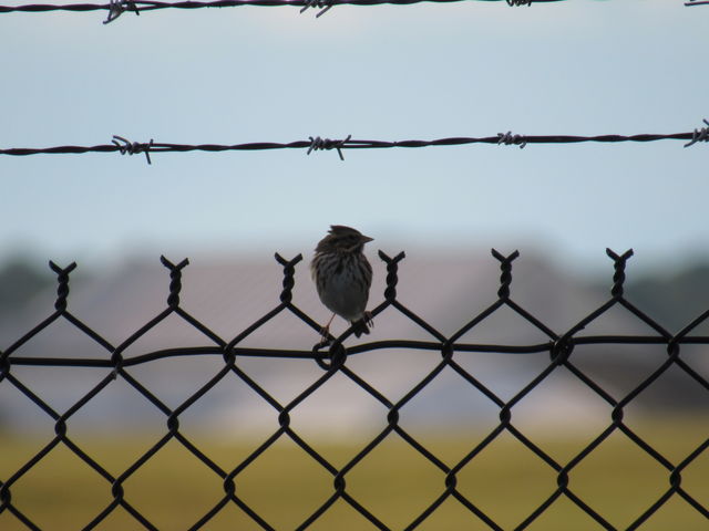 Savannah Sparrow