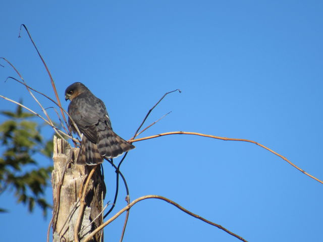 Sharp-shinned Hawk