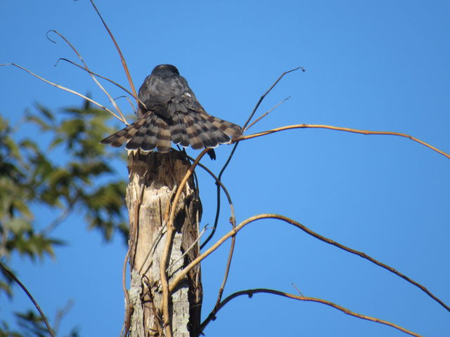 Sharp-shinned Hawk