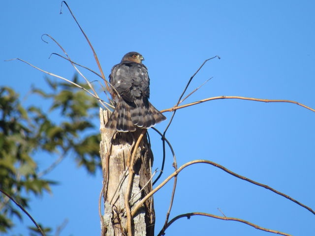 Sharp-shinned Hawk