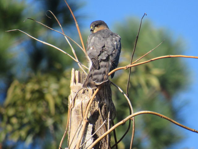 Sharp-shinned Hawk