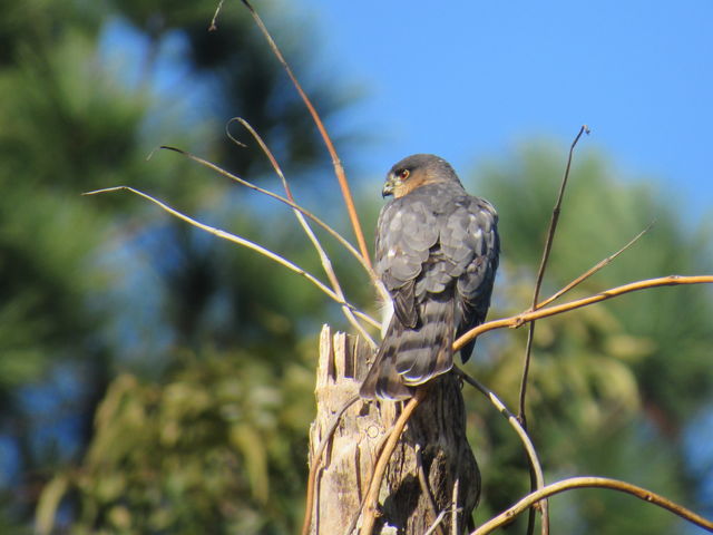 Sharp-shinned Hawk