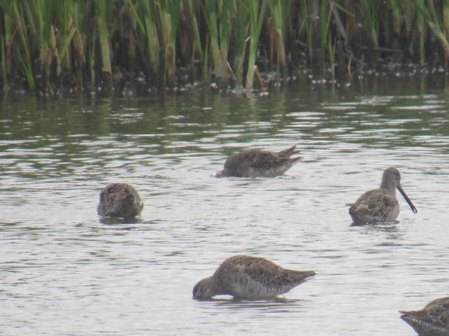 Short-billed Dowitcher
