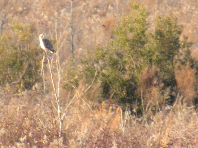 Short-eared Owl