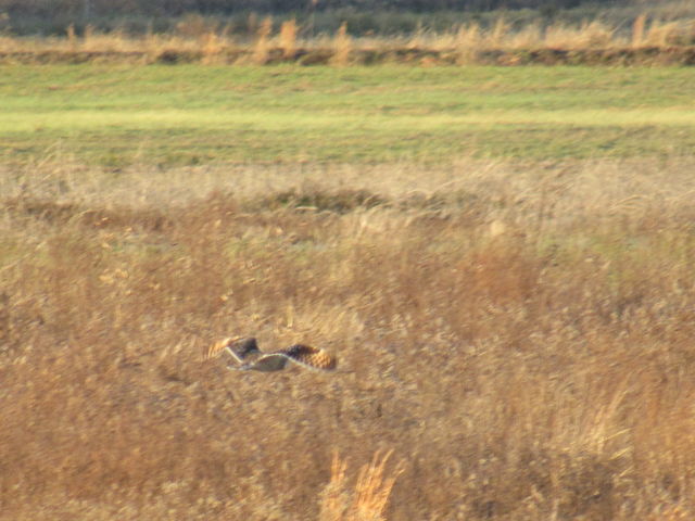 Short-eared Owl