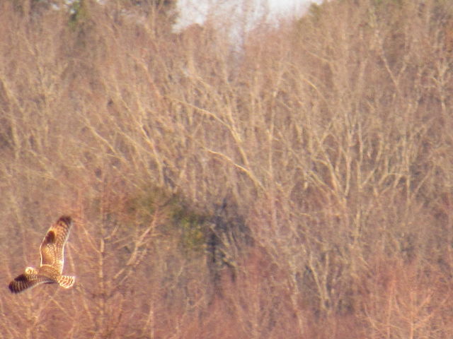 Short-eared Owl