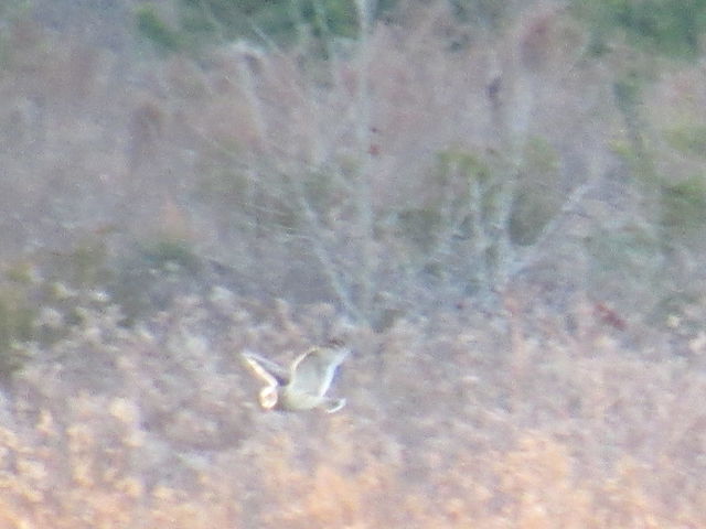 Short-eared Owl