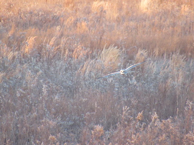 Short-eared Owl