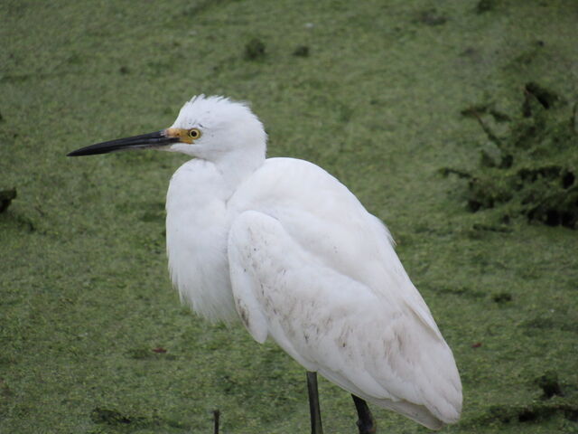 Snowy Egret