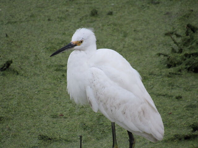 Snowy Egret