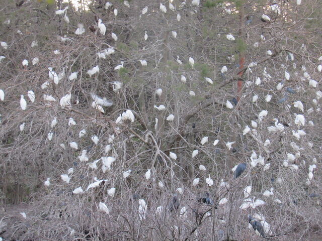 Snowy Egret