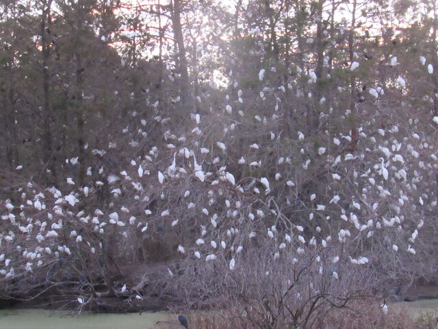 Snowy Egret