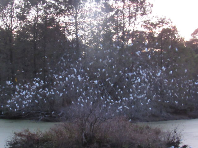 Snowy Egret