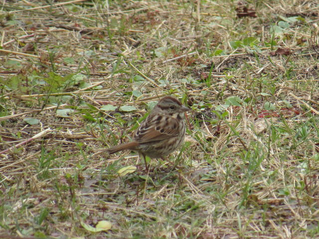 Song Sparrow