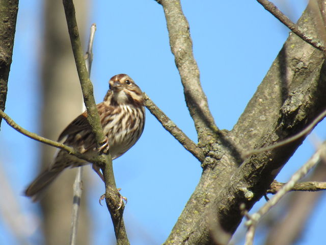 Song Sparrow