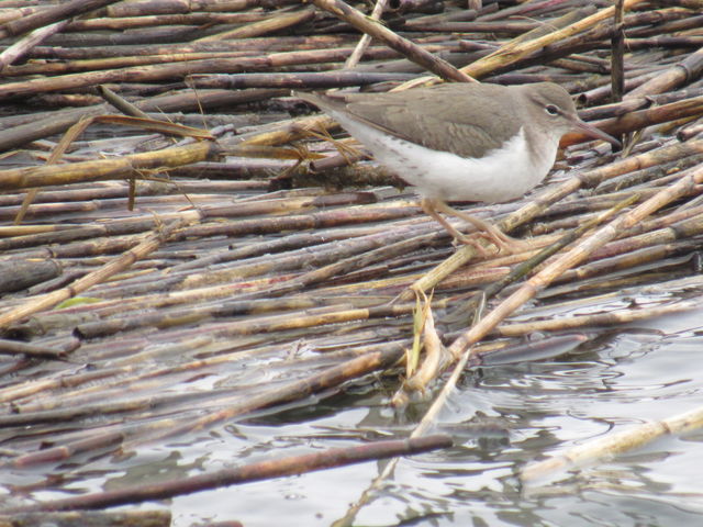 Spotted Sandpiper