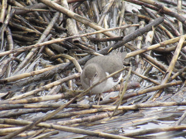 Spotted Sandpiper