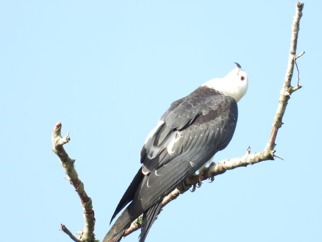 Swallow-tailed Kite