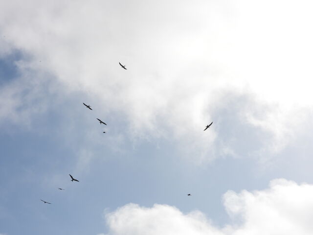 Swallow-tailed Kite