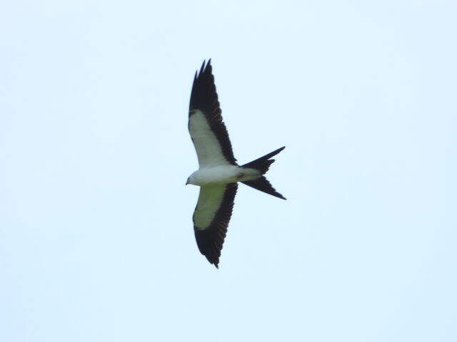 Swallow-tailed Kite