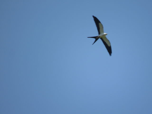 Swallow-tailed Kite