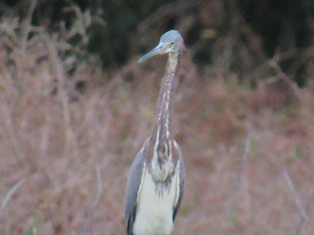 Tricolored Heron