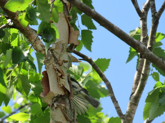 Tufted Titmouse