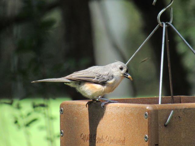 Tufted Titmouse