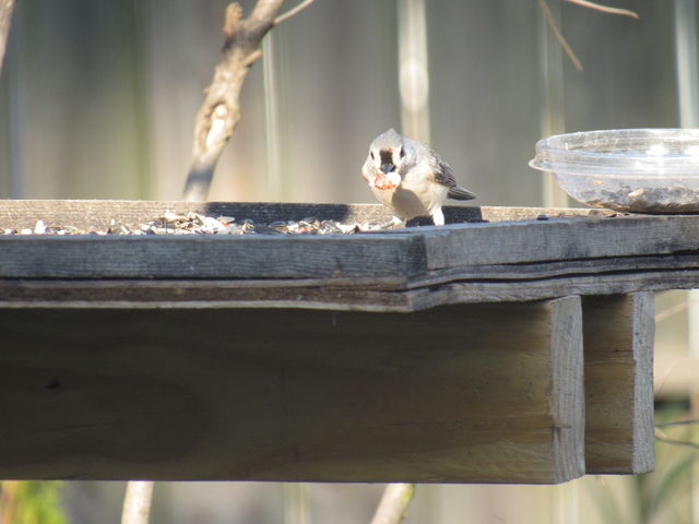 Tufted Titmouse