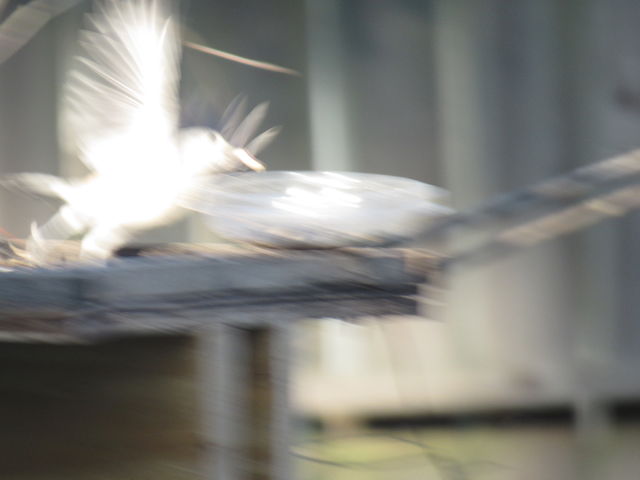 Tufted Titmouse