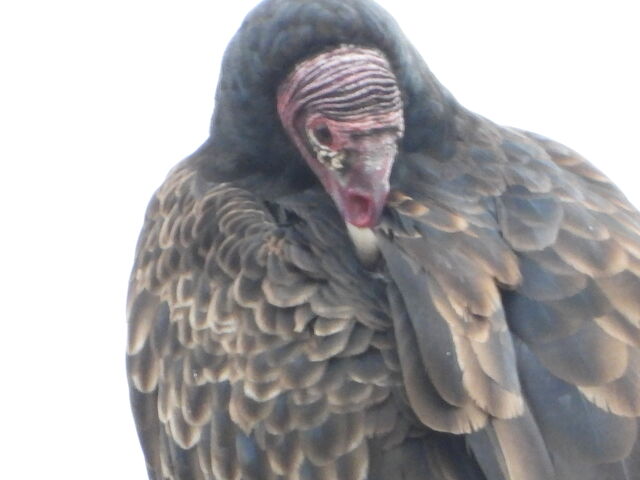 Turkey Vulture