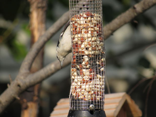 White-breasted Nuthatch