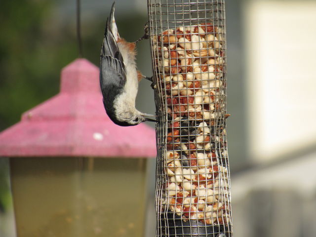 White-breasted Nuthatch