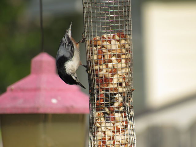 White-breasted Nuthatch