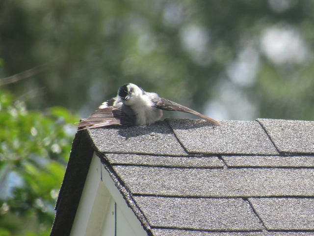 White-breasted Nuthatch