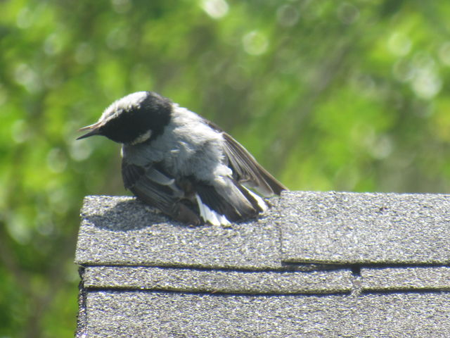 White-breasted Nuthatch