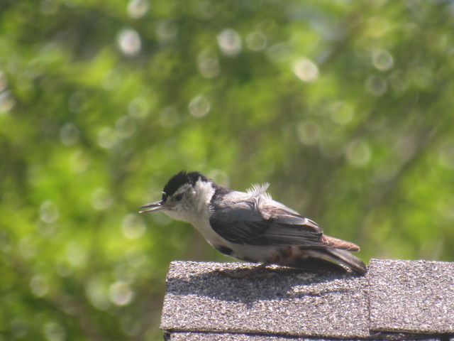White-breasted Nuthatch