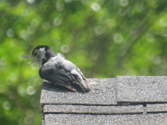 White-breasted Nuthatch