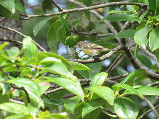 White-eyed Vireo