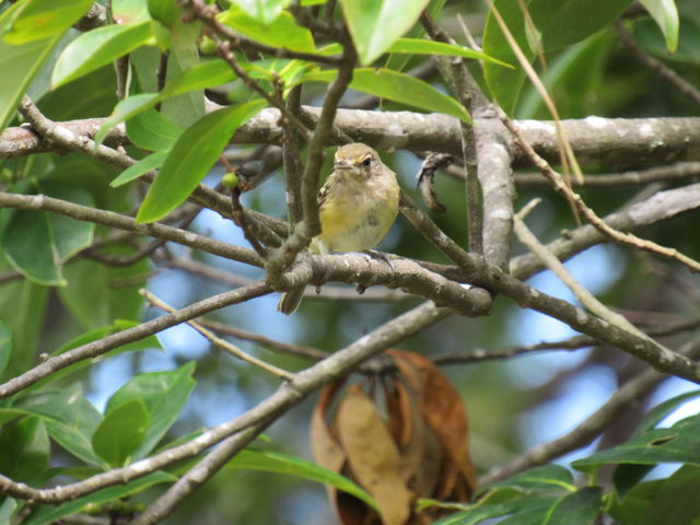 White-eyed Vireo