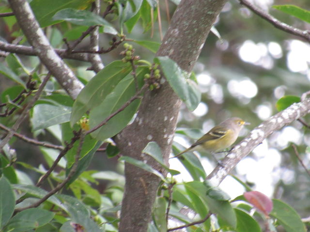 White-eyed Vireo